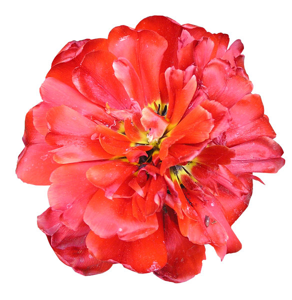 Eine rote Blume: 