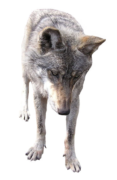 Wolf: A wolf. Dangerous wild dog-like animal. A hundred years ago packs of wolves were killing people in Poland. Many people. Those are historical facts and you CAN'T argue with that.Right now they aren't so dangerous but still I wouldn't like to be a sheep!Ple