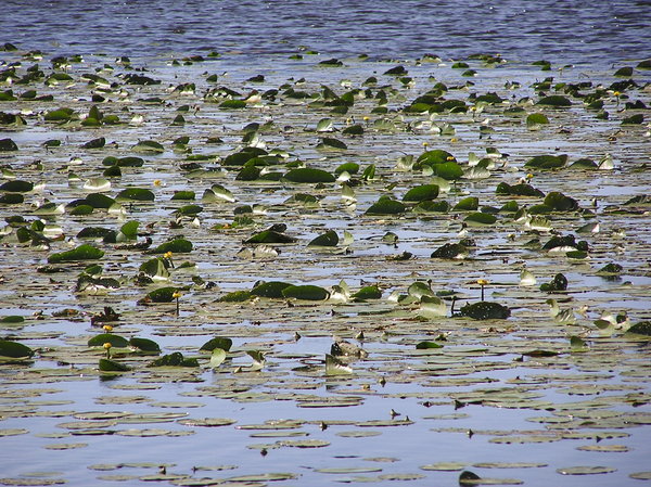 Water lilies (nuphar)