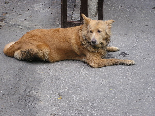 Homeless dog