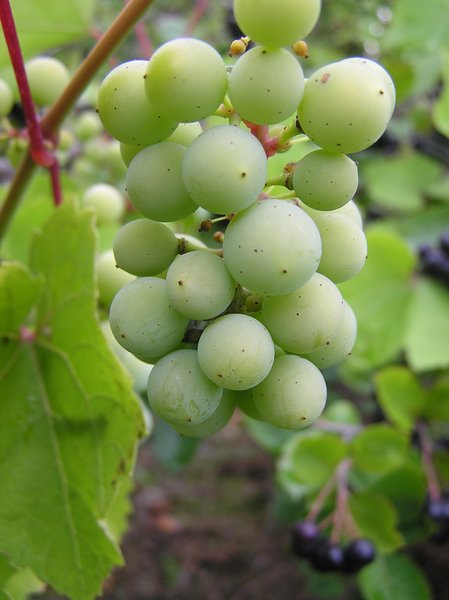 Orchard: vine grapes