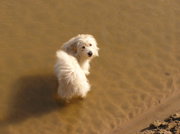 A dog in the water