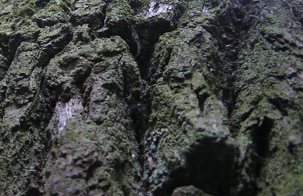Bark Closeup Texture