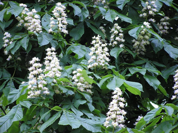 Blooming Aesculus
