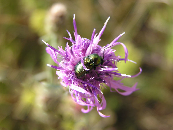 A bug on a flower