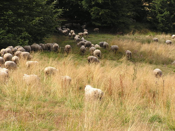 Sheeps Alignment