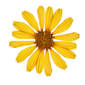 Gelbe Blume blüht