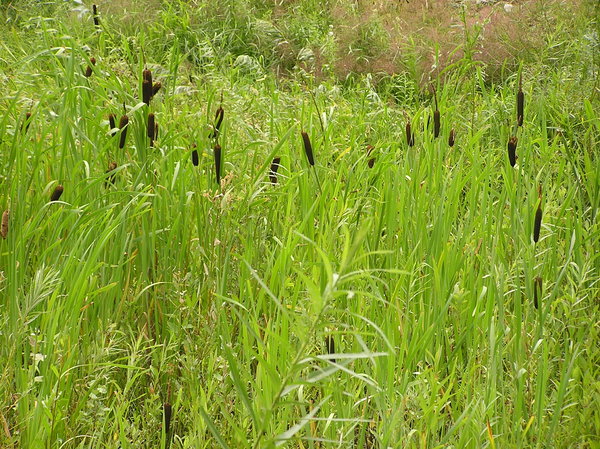 Bulrush grasslands