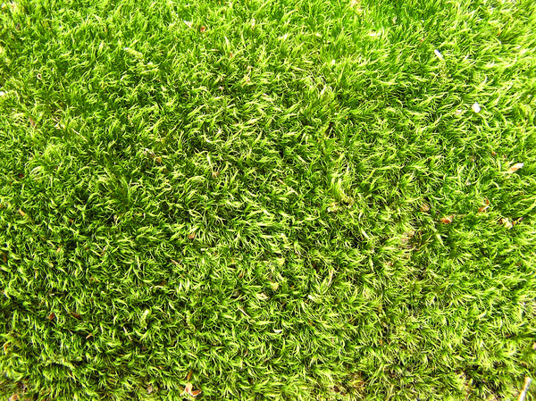 Grass Textur: 