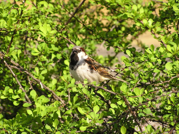 A bird on a tree