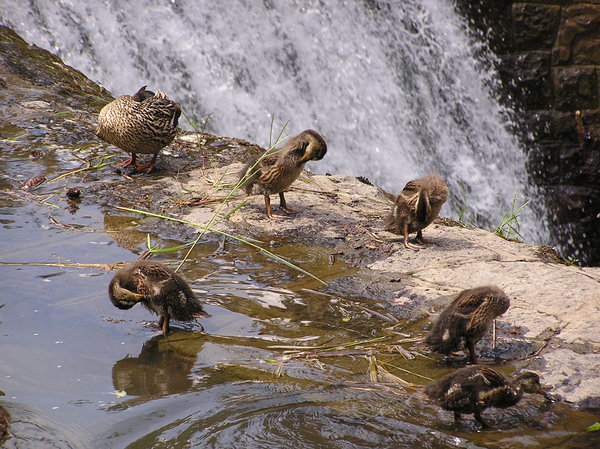 Bathing ducklings