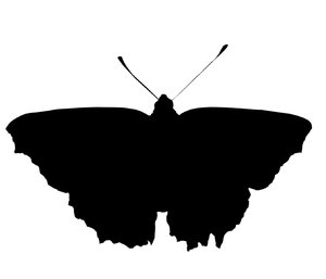 Een vlinder: 