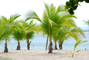 Palm trees  3: Palm trees on the beach