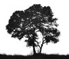silhouette d'arbre