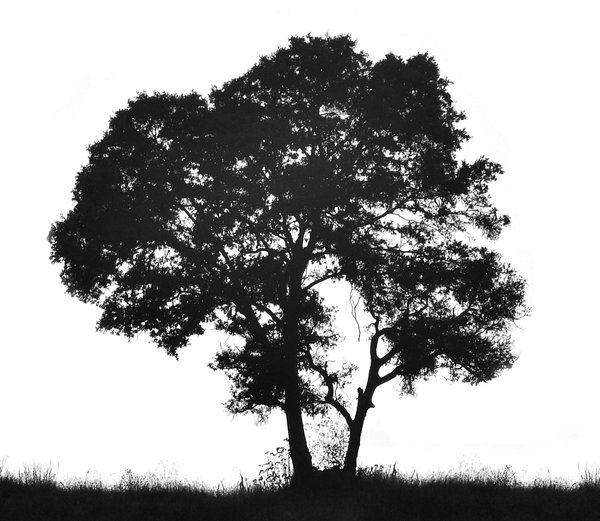 Tree silhouette: Silhouette of a black tree and grass against white backdrop