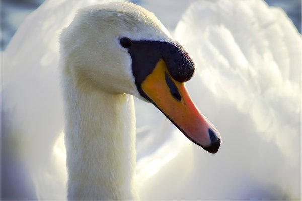 Cisne muda: 