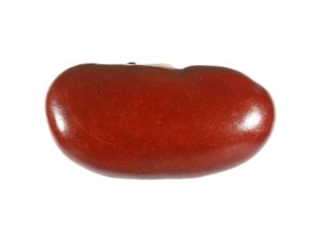 Kidney Bean Macro: A macro shot of a kidney bean.The photo has previously been used in many books and articles on nutrition.
