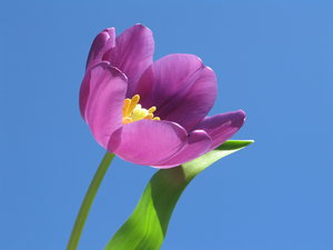 tulipan 2 niebieski: 