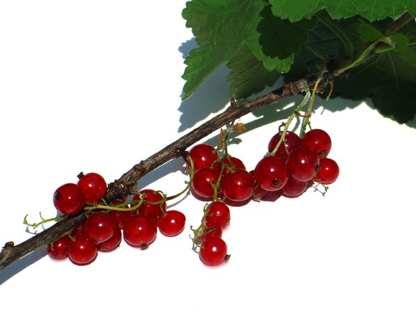 red currant 2