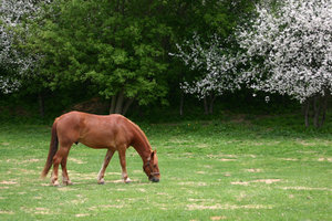 Paard kauwend op gras