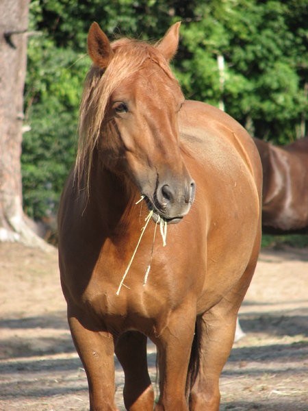 Canadian Horse - Eating: My 5 year old Canadian (Cheval Canadien) gelding looking quite handsome :-)