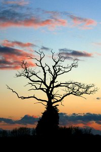 el árbol viejo cuervo