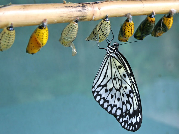 paperlace vlinder: 