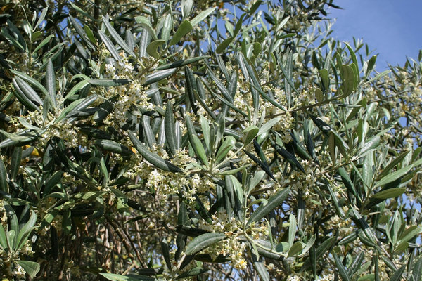 Olive flowers