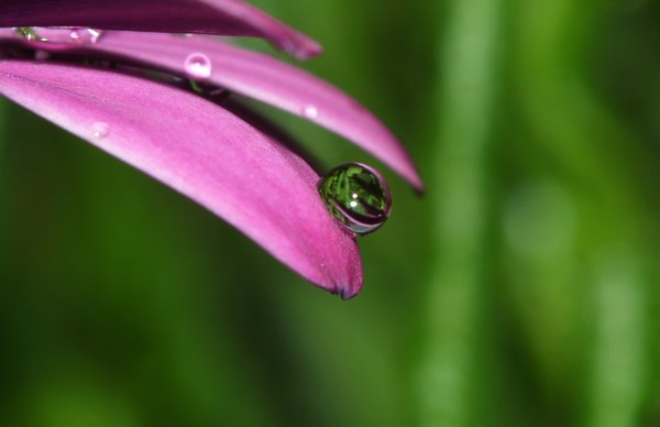 Raindrops on flower