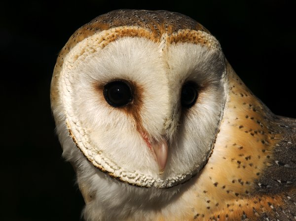 owl: owl