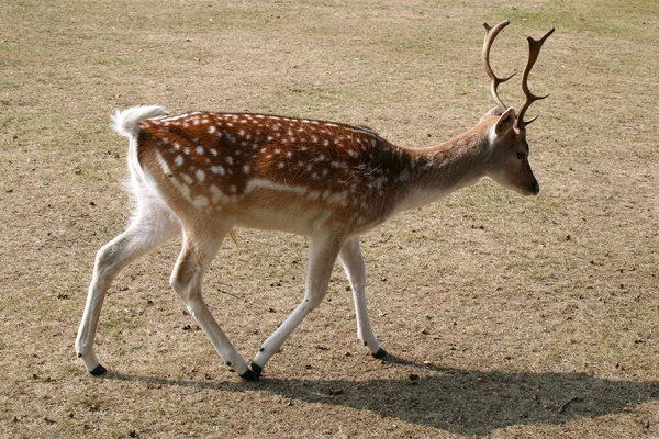 Sika deer: Sika deer (Cervus nippon) in a park in Kent, England, in summer.