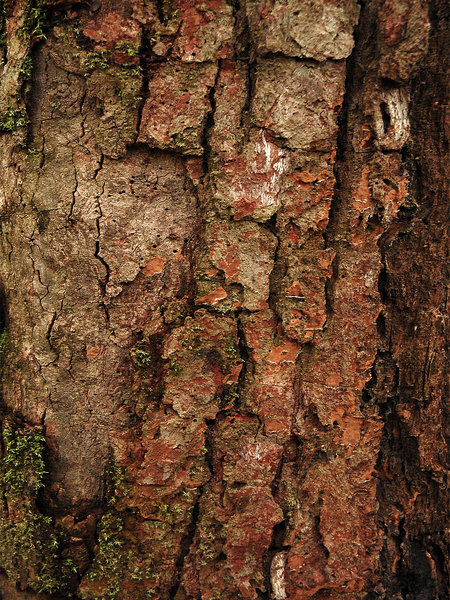 Tree Textures