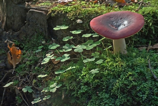 Mushroom in shamrock
