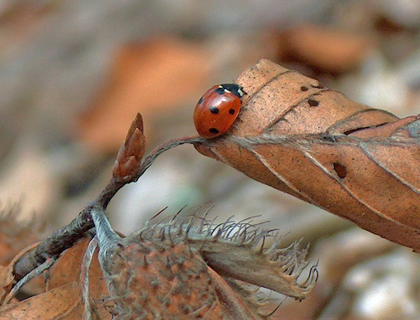 Lady bug: Ladybird from polish forrest