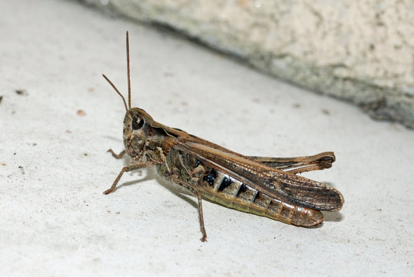 Grasshopper without the leg