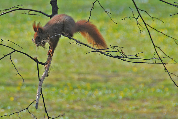 Red squirrel 2