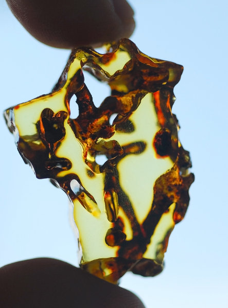 Slice of baltic amber