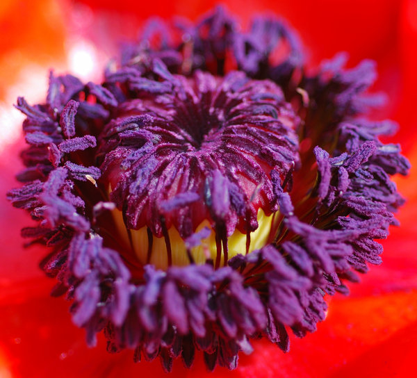 Macro sight of poppy flower 2