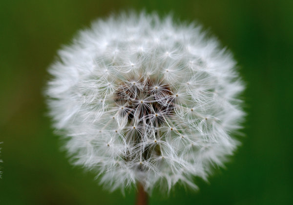 Dandelion clock sphere 3