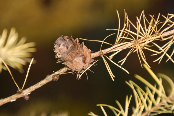 Larch at winter 2