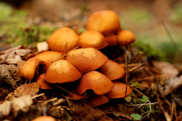 Mushrooms in autum forest