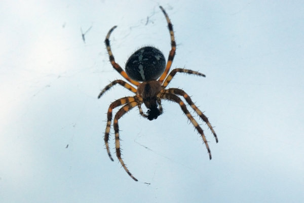 Orb-weaver spider 3