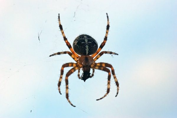 Orb-weaver spider 5