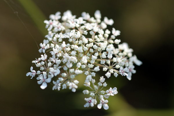 Yarrow (Achillea millefolium) | Free stock photos - Rgbstock - Free ...