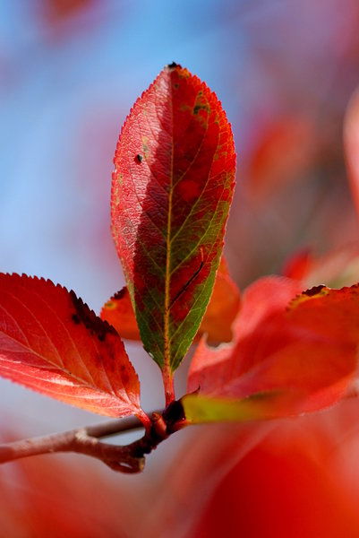 Colours of autumn 3