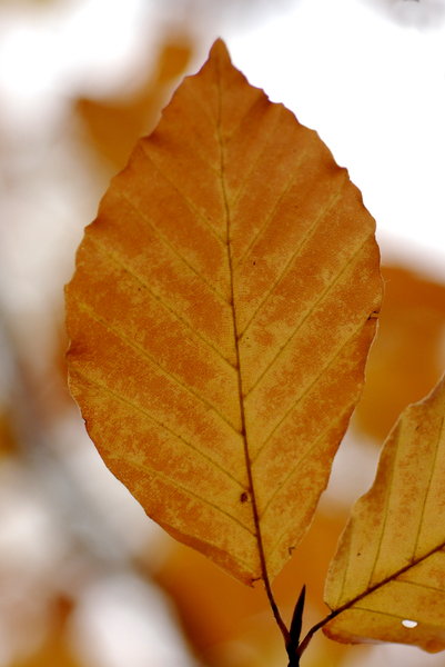 Autumn's leaf of beech