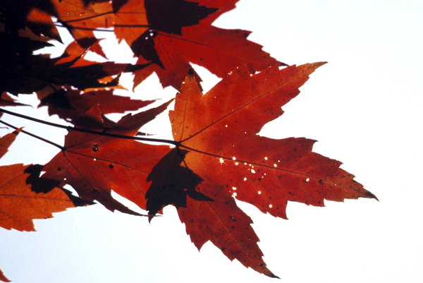 Maple leafs 2: Autum leafs