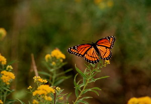 Monarch borboleta 2