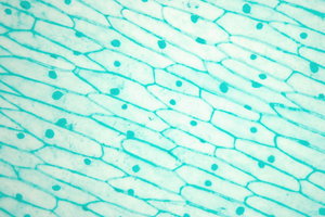 Alho - folha visão microscópica