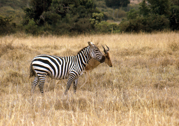 Zebra in Serengeti National Pa
